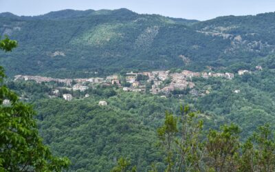 Nespolo